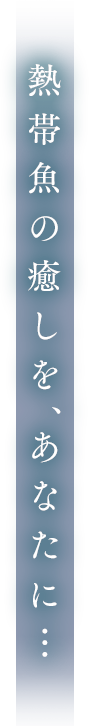 熱帯魚癒やしを、あなたに…