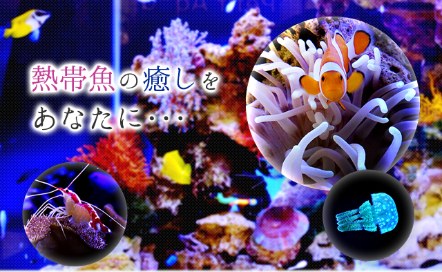 熱帯魚の癒しをあなたに